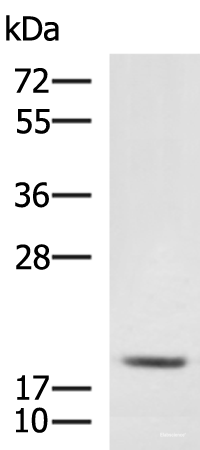 Western blot analysis of RAW264.7 cell lysate  using MRPL20 Polyclonal Antibody at dilution of 1:900