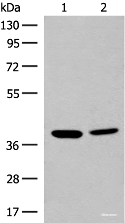 Western blot analysis of K562 and HEPG2 cell lysates  using MRM1 Polyclonal Antibody at dilution of 1:400
