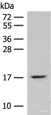 Western blot analysis of Mouse lung tissue lysate  using ISCU Polyclonal Antibody at dilution of 1:400