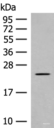 Western blot analysis of Rat heart tissue lysate  using CLEC3B Polyclonal Antibody at dilution of 1:650