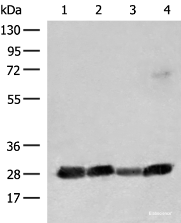 Western blot analysis of 231 K562 Jurkat and Raji cell lysates  using CD48 Polyclonal Antibody at dilution of 1:550