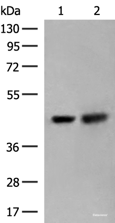 Western blot analysis of HepG2 and Hela cell lysates  using ORC4 Polyclonal Antibody at dilution of 1:550