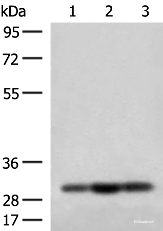 Western blot analysis of HepG2 Jurkat and 231 cell lysates  using MRPS18B Polyclonal Antibody at dilution of 1:200