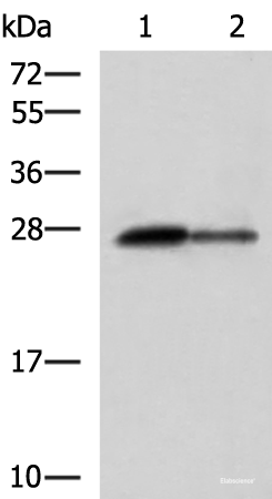 Western blot analysis of Rat pancreas tissue and Mouse pancreas tissue lysates  using CTRB1 Polyclonal Antibody at dilution of 1:1000
