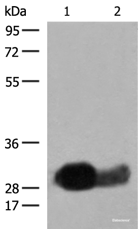 Western blot analysis of Raji cell Human spleen tissue lysates  using HLA-DRB1 Polyclonal Antibody at dilution of 1:550