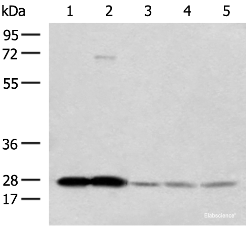 Western blot analysis of Human cerebella tissue Human cerebrum tissue Human skin tissue NIH/3T3 cell SKOV3 cell lysates  using OVOL2 Polyclonal Antibody at dilution of 1:350