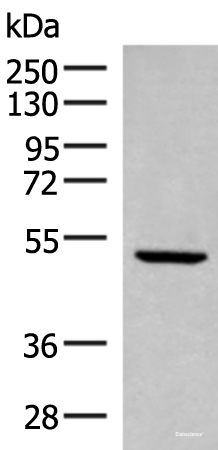 Western blot analysis of Rat heart tissue lysate  using PSMD12 Polyclonal Antibody at dilution of 1:300