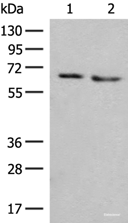 Western blot analysis of HEPG2 and A172 cell lysates  using NARS Polyclonal Antibody at dilution of 1:350