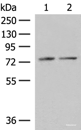 Western blot analysis of RAW264.7 and NIH/3T3 cell lysates  using PDIA4 Polyclonal Antibody at dilution of 1:250