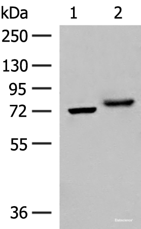 Western blot analysis of A172 and HepG2 cell lysates  using POMGNT1 Polyclonal Antibody at dilution of 1:400