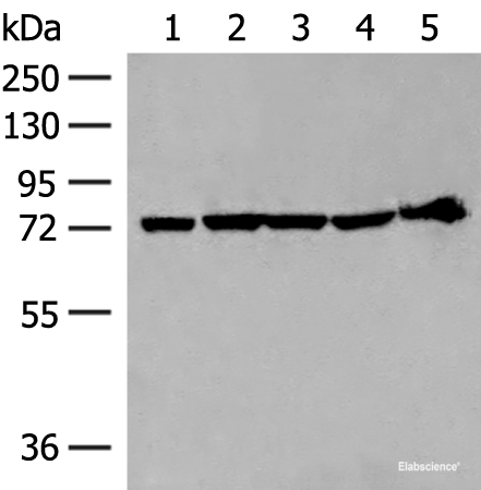 Western blot analysis of 293T cell and Mouse heart tissue lysates  using CALCOCO1 Polyclonal Antibody at dilution of 1:300