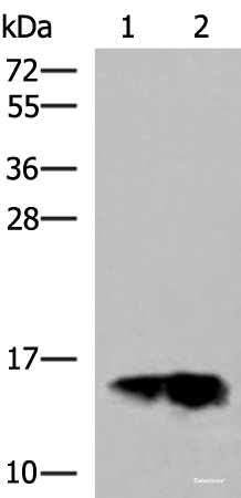 Western blot analysis of Human plasma solution and Human placenta tissue lysates  using GOLGA7 Polyclonal Antibody at dilution of 1:600