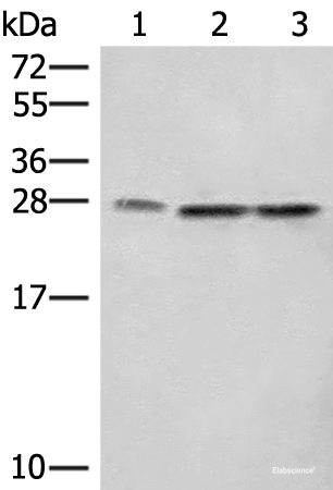 Western blot analysis of A172 LOVO and Hela cell lysates  using SEC22B Polyclonal Antibody at dilution of 1:450
