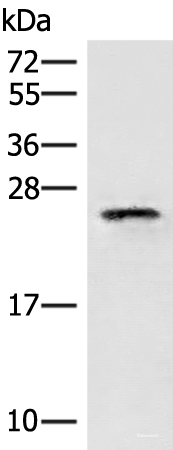 Western blot analysis of HT29 cell lysate  using EIF3K Polyclonal Antibody at dilution of 1:400