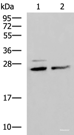 Western blot analysis of Hela and K562 cell lysates  using SNRPB2 Polyclonal Antibody at dilution of 1:1600