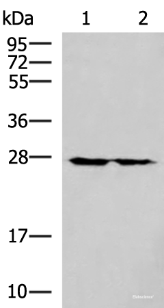 Western blot analysis of 293T cell lysates  using MRPL16 Polyclonal Antibody at dilution of 1:800