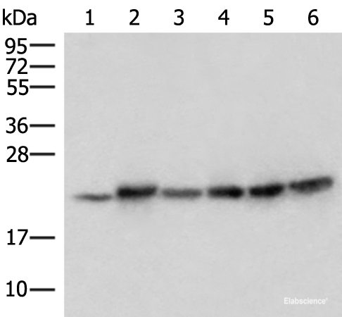Western blot analysis of Mouse skeletal muscle tissue Mouse kidney tissue PC-3 Jurkat HepG2 and Hela cell lysates  using ATP5PD Polyclonal Antibody at dilution of 1:300
