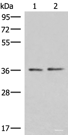 Western blot analysis of PC-3 and HepG2 cell lysates  using POLR3F Polyclonal Antibody at dilution of 1:500