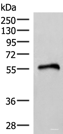 Western blot analysis of Human heart tissue lysate  using RETREG1 Polyclonal Antibody at dilution of 1:400