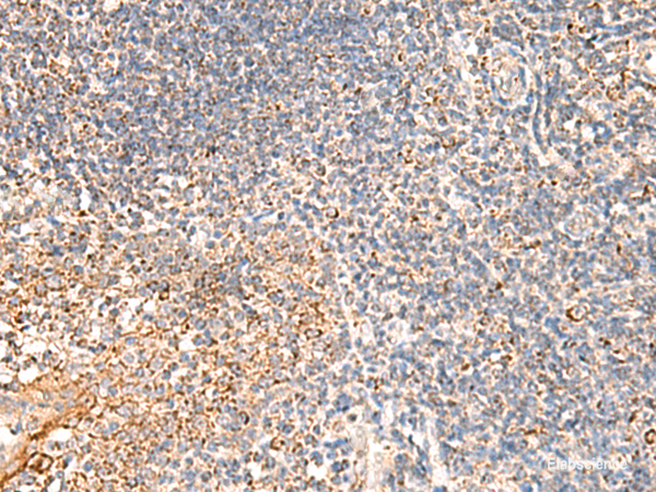Immunohistochemistry of paraffin-embedded Human tonsil tissue  using DUSP7 Polyclonal Antibody at dilution of 1:50(×200)