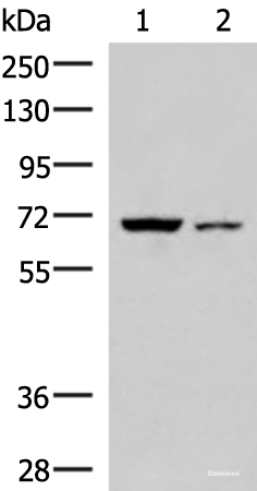 Western blot analysis of 293T and HepG2 cell lysates  using EWSR1 Polyclonal Antibody at dilution of 1:1000
