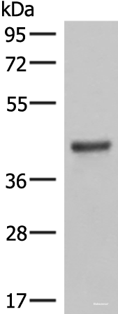 Western blot analysis of Mouse lung tissue lysates  using LMCD1 Polyclonal Antibody at dilution of 1:550