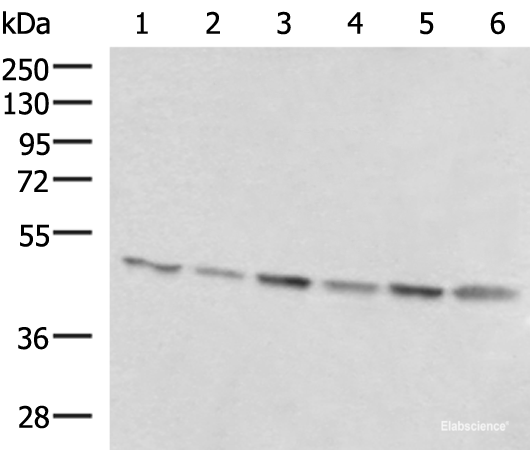 Western blot analysis of 293T K562 and HepG2 cell lysates  using RHAG Polyclonal Antibody at dilution of 1:1600