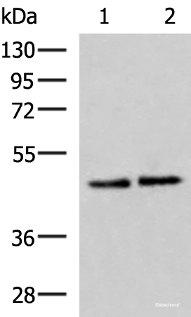 Western blot analysis of Hela and HepG2 cell lysates  using ACTL6B Polyclonal Antibody at dilution of 1:1000