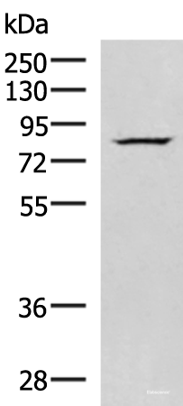 Western blot analysis of HepG2 cell lysate  using NASP Polyclonal Antibody at dilution of 1:800