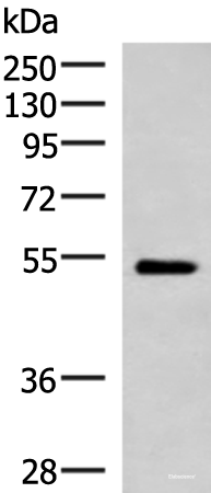 Western blot analysis of Mouse heart tissue lysate  using FUCA2 Polyclonal Antibody at dilution of 1:1000