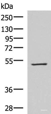 Western blot analysis of HepG2 cell lysate  using FDXR Polyclonal Antibody at dilution of 1:1000