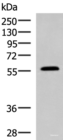 Western blot analysis of Mouse small intestines tissue lysate  using PEPD Polyclonal Antibody at dilution of 1:1000