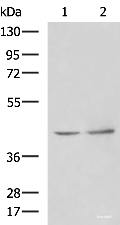 Western blot analysis of Human heart tissue Hela cell lysates  using PAK1IP1 Polyclonal Antibody at dilution of 1:900
