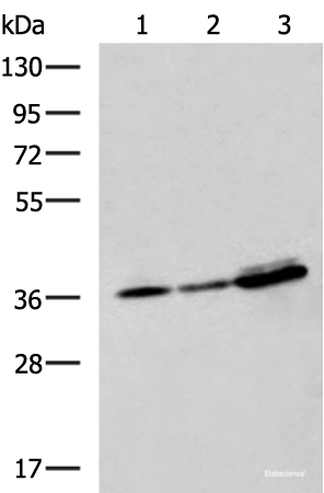 Western blot analysis of A549 A172 and HepG2 cell lysates  using EEF1D Polyclonal Antibody at dilution of 1:950