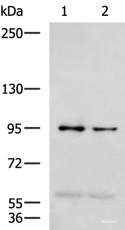 Western blot analysis of 293T and Jurkat cell lysates  using NVL Polyclonal Antibody at dilution of 1:1000
