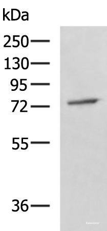 Western blot analysis of A549 cell lysate  using GPCPD1 Polyclonal Antibody at dilution of 1:800