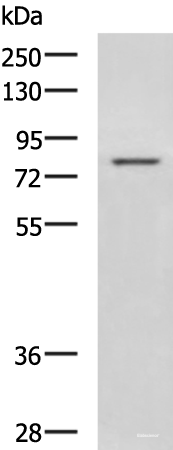 Western blot analysis of Rat liver tissue lysate  using DHX58 Polyclonal Antibody at dilution of 1:800