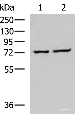 Western blot analysis of K562 and Jurkat cell lysates  using CSTF3 Polyclonal Antibody at dilution of 1:650