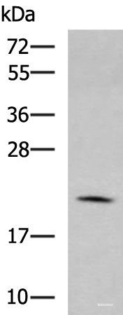 Western blot analysis of RAW264.7 cell lysate  using MARCKSL1 Polyclonal Antibody at dilution of 1:750
