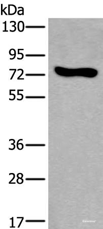 Western blot analysis of NIH/3T3 cell lysate  using KEAP1 Polyclonal Antibody at dilution of 1:600