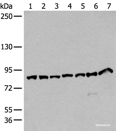 Western blot analysis of Hela HEPG2 Raji NIH/3T3 and A549 cell lysates Human cerebella tissue and Mouse brain tissue lysates  using VPS35 Polyclonal Antibody at dilution of 1:250