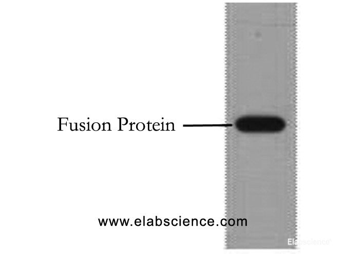 Western Blot analysis of 1ug Flag fusion protein using Flag-Tag Monoclonal Antibody at dilution of 1:10000.