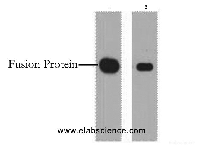 Western Blot analysis of 1ug Myc fusion protein using Myc-Tag Monoclonal Antibody at dilution of 1) 1:5000 2) 1:10000.