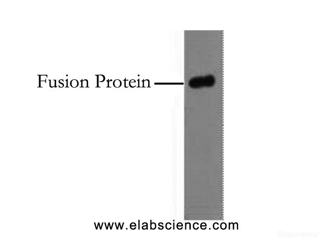 Western Blot analysis of 0.5ug HA fusion protein using HA-Tag Monoclonal Antibody at dilution of 1:10000.