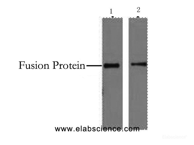 Western Blot analysis of 2ug His fusion protein using His-Tag Monoclonal Antibody at dilution of 1) 1:5000 2) 1:10000.