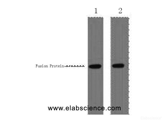 Western Blot analysis of 1ug VSV-G fusion protein using VSV-G-Tag Monoclonal Antibody at dilution of 1) 1:5000 2) 1:10000.
