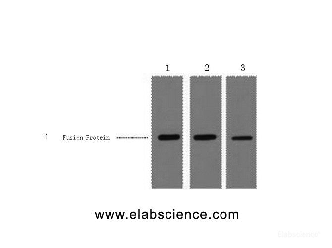 Western Blot analysis of 0.5ug MBP fusion protein using MBP-Tag Monoclonal Antibody at dilution of 1) 1:3000 2) 1:5000 3) 1:10000.
