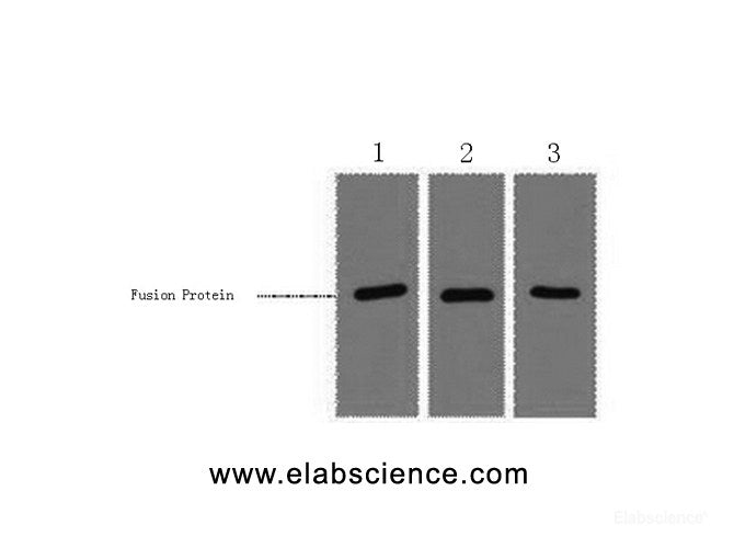 Western Blot analysis of 1ug RFP fusion protein using RFP-Tag Monoclonal Antibody at dilution of 1) 1:3000 2) 1:5000 3) 1:10000.