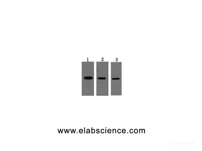 Western Blot analysis of 0.5ug T7 fusion protein using T7-Tag Monoclonal Antibody at dilution of 1) 1:3000 2) 1:5000 3) 1:10000.