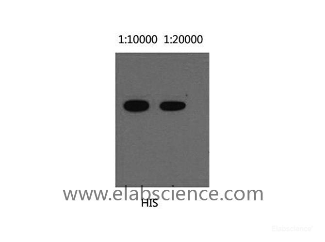 Western Blot analysis of His recombinant protein using His-Tag Monoclonal Antibody at dilution of 1) 1:10000, 2) 1:20000.